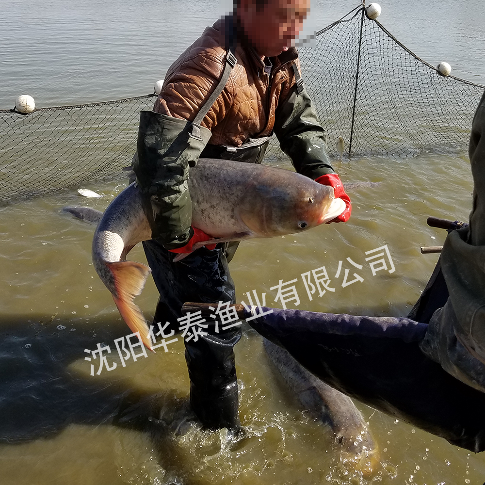 &#33521;&#22269;&#19978;&#24066;&#20844;&#21496;&#23448;&#32593;&#51;&#54;&#53;&#40;&#20013;&#22269;&#41;&#32929;&#20221;&#26377;&#38480;&#20844;&#21496;